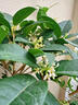 臨雅四季桂花盆栽樹(shù)苗新中式盆景矮樁辦公室綠植物花瓣瓷盆源頭直發(fā) 曬單實(shí)拍圖
