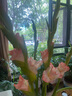 【劍蘭】鮮花云南基地直發(fā)告白求婚情人節(jié)步步高升菖蒲七夕節(jié)禮物 劍蘭粉色10枝 曬單實拍圖
