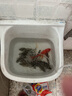 老鬼（OLDGHOST）魚餌天下鯉濃腥釣餌鯉魚鯽魚池塘黑坑江河湖庫野釣餌料250g 曬單實(shí)拍圖