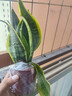 金邊虎皮蘭新房辦公室多肉植物花卉白玉虎皮蘭長(cháng)腳虎皮蘭綠植盆栽 3棵金邊虎皮蘭 曬單實(shí)拍圖