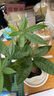 開(kāi)時(shí)果 茉莉花盆栽濃香型 桌面綠植物陽(yáng)臺(tái)花卉樹(shù)苗盆景擺件源頭直發(fā)包郵 精品茉莉花3-6株【加侖盆】 曬單實(shí)拍圖