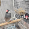 寵樂凱珍珠文鳥鸚鵡專用飼料鳥糧黃谷子白蘇子鳥食小型雀類混合糧食飼料 1000g 【珍珠文鳥專用糧】 曬單實拍圖
