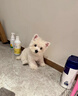 純種西高地幼犬血統級家養小型犬白色軟毛西高地白梗犬網(wǎng)紅寵物狗 血統級 西高地【精品軟毛】 公 曬單實(shí)拍圖