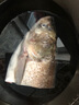 鮮喜愛(ài) 冷凍千島湖有機鰱魚(yú)頭1.5斤 白鰱魚(yú)頭  生鮮魚(yú)類(lèi) 海鮮水產(chǎn) 曬單實(shí)拍圖