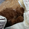 嘉瑰泰迪幼犬灰泰迪純種泰迪狗活犬寵物狗狗活體貴賓犬茶杯犬 寵物級 紅色 公 曬單實(shí)拍圖