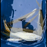 老鬼（OLDGHOST）魚(yú)餌黑鰱3代450g 3包裝果酵香鰱鳙大頭魚(yú)野釣魚(yú)專(zhuān)用餌料三代 曬單實(shí)拍圖