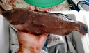 潮海堂 深海海捕東星斑 (去肚去腮)海鮮冷凍瓜子魚斑魚生鮮魚類節(jié)日送禮 海捕東星斑 凈重500-600g/條 曬單實拍圖