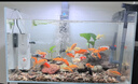 森森 小鯉魚(yú)缸過(guò)濾器凈水循環(huán)三合一內置水族箱過(guò)濾系統XQP-500F 6W 曬單實(shí)拍圖