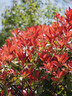 紅葉石楠樹苗 火焰紅 籬笆苗圍墻綠籬植物庭院園林綠化苗四季常青 50棵地栽苗；高30-40厘米(保濕發(fā)貨) 40cm(含)-50cm(不含) 曬單實(shí)拍圖