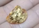 中鑫珠寶黃金耳環(huán)女滿天星足金999.9金耳環(huán)圓形磨砂生日送媽媽金耳釘 滿天星耳環(huán)一對(duì) 【現(xiàn)貨】6.1g 曬單實(shí)拍圖