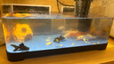 闊庭（KUOTING）魚缸水族箱生態(tài)桌面魚缸新款懶人魚缸生態(tài)造景過濾制氧一體機(jī)黑色 曬單實(shí)拍圖