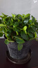四季常青金魚花吊蘭盆栽室內(nèi)綠植花卉多肉植物發(fā)財樹好養(yǎng)易活客廳 金魚吊蘭【整盆20-30顆】原盆土 曬單實拍圖