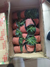 歐石竹初吻花苗盆栽庭院綠化耐寒耐旱四季開(kāi)花常綠草坪多年生宿根 紫蝴蝶石竹12盆 含盆（熱推） 曬單實(shí)拍圖
