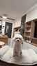 My Pet Patisserie 美柏斯貓咪狗狗生日奶酪蛋糕寵物零食獎勵香港品牌無(wú)添加天然健康 藍莓+草莓+香蕉奶酪蛋糕100g*3 曬單實(shí)拍圖