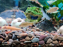 尼奧光 NEO-HELIOS魚(yú)缸燈水草燈LED燈S3proRGB植物光譜 13W新款尼奧S3pro+【高亮自然版雙倍亮度】 曬單實(shí)拍圖