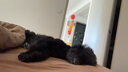愛肯拿（ACANA） 狗糧 通用成犬幼犬 經(jīng)典雞肉草原天然犬糧11.4kg效期25/12 曬單實拍圖