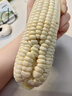 【精品甜玉米】新鮮水果玉米現(xiàn)摘嫩玉米黃金水果玉米整箱 2斤帶箱 2-3根 300g起/根 曬單實拍圖