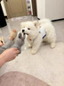 純種薩摩耶幼犬寵物微笑天使健康熊版狼版健康薩摩耶狗狗活體 血統級 公 曬單實(shí)拍圖