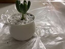 百潮盛多肉植物小盆栽套裝組合好養(yǎng)陶瓷盆不死可愛室內肉肉植物帶盆帶土 乙女心+小米缸陶瓷盆+土+鋪面 曬單實拍圖