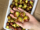 宅厚園滄州黃驊脆冬棗新鮮 現摘當季鮮棗冰糖脆甜 水果大棗棗子順豐快遞 5斤裝 小果（試吃嘗鮮） 曬單實(shí)拍圖