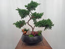 芙洛拉花園【兩小時(shí)達】五層塔松盆栽送導師青松綠植喬遷之喜開(kāi)業(yè)教師節禮物 萬(wàn)事青松【精致造景五層塔松盆景】 送老師推薦 曬單實(shí)拍圖