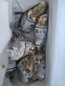 貝司令 鮮活乳山生蠔6XL 凈重4.5斤 6-8只 生鮮海鮮貝類 源頭直發(fā) 曬單實拍圖