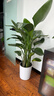植男植女天堂鳥(niǎo)盆栽客廳室內大型落地綠植辦公室大葉植物鶴望蘭源頭直發(fā) 曬單實(shí)拍圖