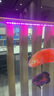 森森（SUNSUN）魚缸燈水草燈全光譜led燈防水燈管水族燈爆藻燈水陸兩用燈管 夢之紅（紅魚不紅水） 適合1.2m魚缸 20W獨立開關 長98cm 曬單實拍圖
