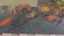 金魚（Jinyu）【精品高質(zhì)】蘭壽金魚淡水錦鯉觀賞魚國粹耐活好養(yǎng) 蘭壽+泰獅各2條4-5CM 曬單實(shí)拍圖