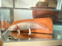 高夠力日本Hikari蠑螈糧六角恐龍異形鼠魚(yú)下沉型魚(yú)糧食觀(guān)賞魚(yú)飼料 蠑螈糧 30g（大顆粒） 曬單實(shí)拍圖