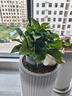 綠蘿盆栽室內(nèi)植物花卉凈化空氣綠植水培垂吊大葉綠蘿新房客廳家用 【整高30cm盆口16】綠加侖吸水4盆送肥料 曬單實拍圖