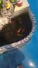 錦鯉魚活體觀賞魚活魚小型易養(yǎng)冷水淡水魚小魚苗錦鯉金魚好看錦鯉 13-15cm 六彩錦鯉套餐6條 曬單實拍圖