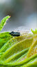 騰龍（Tamron）F072S 90mm F2.8 Di III MACRO VXD定焦微距鏡頭 人像昆蟲花草口腔 全畫幅微單鏡頭(索尼全幅E口) 曬單實拍圖