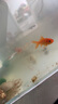 松寶（sobo）魚缸過濾器三合一循環(huán)過濾增氧系統(tǒng)內(nèi)置凈水小型水族箱水泵 6W 曬單實(shí)拍圖
