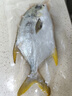 翔泰 海南大規(guī)格金鯧魚550g1條 海魚 生鮮魚類 火鍋 海鮮水產 曬單實拍圖