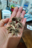 進(jìn)口花毛茛種球洋牡丹重瓣種球開大花室內(nèi)外陽臺(tái)盆栽大棚植物花卉 進(jìn)口-花毛茛【重瓣】橙色 【精選 5球】+肥 曬單實(shí)拍圖