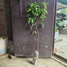 大果無(wú)核紫皮荔枝樹(shù)嫁接荔枝果苗南北方四季種植抗旱耐寒盆栽地栽 無(wú)核紫皮荔枝 3年苗(當年結果) 曬單實(shí)拍圖
