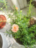 精品陽(yáng)臺蔬菜養花種植土通用型天然有機種菜綠植土營(yíng)養土大包 30斤精選陽(yáng)臺種菜養花土 營(yíng)養土 曬單實(shí)拍圖