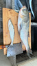 光威（GW）光威（GW） 光威速龍投二代海釣竿超硬調釣魚(yú)桿拋投魚(yú)竿海竿 3.6m 曬單實(shí)拍圖