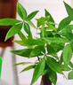 京云夢(mèng)發(fā)財(cái)樹小盆栽花卉辦公室綠植招財(cái)送禮單桿發(fā)財(cái)樹甜甜圈源頭直發(fā) 曬單實(shí)拍圖