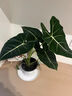 網(wǎng)紅植物大仙女海芋盆栽天鵝絨綠植水培非洲面具竹芋吸甲醛 大仙女海芋_中盆單株苗_簡易盆_一盆 不含盆 曬單實(shí)拍圖