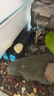 創(chuàng  )寧魚(yú)缸加熱棒自動(dòng)恒溫 烏龜加熱器  加溫棒變頻加熱棒 魚(yú)缸恒溫器  新款100W【建議水體：30-50L】 曬單實(shí)拍圖