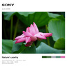 索尼（SONY）E 70-350mm F4.5-6.3 G OSS APS-C畫(huà)幅超遠(yuǎn)攝變焦G鏡頭 SEL70350G 曬單實(shí)拍圖