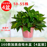 雙盟綠蘿盆栽除甲醛花卉綠植辦公室新房?jì)艋諝?60加高4盆裝源頭直發(fā) 曬單實(shí)拍圖