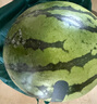 【產(chǎn)地直采】麒麟奶油西瓜 約5.5kg 曬單實(shí)拍圖