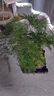 佰花錦文竹桌面盆栽新中式綠植辦公室客廳盆景茶臺臥室好養綠植花卉植物 【送方底座】文竹+pvc舍得盆+黑沙石鋪面 20-30cm 曬單實(shí)拍圖