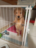 金毛幼犬純種金毛活體健康金毛犬成年大型尋回犬寵物狗金毛幼崽 血統(tǒng)級 公 曬單實拍圖
