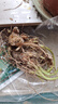 重瓣香水晚香玉種球大花濃香四季花卉耐寒盆地栽綠植懶人養不死花 粉紅色連體苗9-15個(gè)芽 +肥 曬單實(shí)拍圖