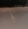 AIPHAROW泰國進(jìn)口羅漢苗熱帶觀(guān)賞魚(yú)活體鴻運泰金花紋紅德薩高爆頭率羅漢魚(yú) 高起頭鴻運苗2條裝（2-3cm） 曬單實(shí)拍圖