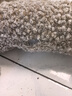 田田貓木天蓼可愛(ài)貓抱枕貓磨牙貓玩具貓咪用品毛絨玩具貓抓貓咬 曬單實(shí)拍圖